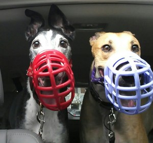 Molson and Kona ready for action
